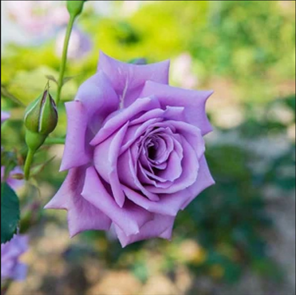 30+ Seeds| Light Purple Perennial Flower Rose Seeds #1084