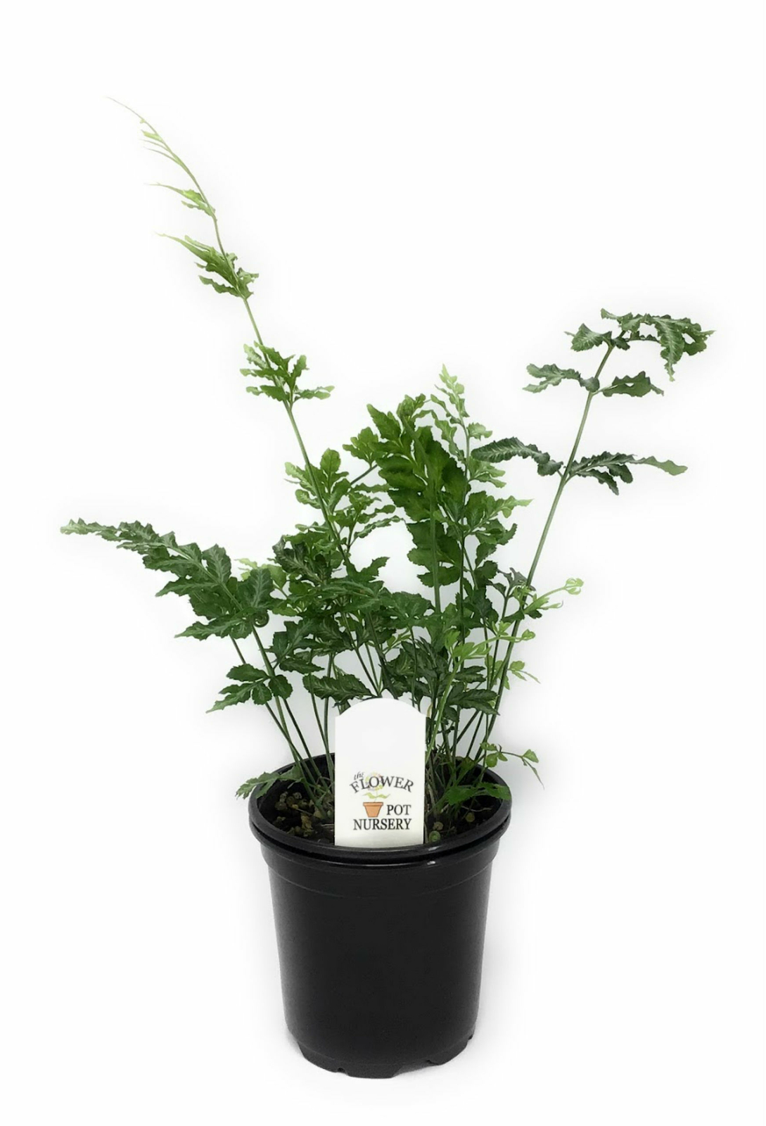 FlowerPotNursery Variegated Brake Fern Pteris ensiformis Evergemiensis 4″ Pot