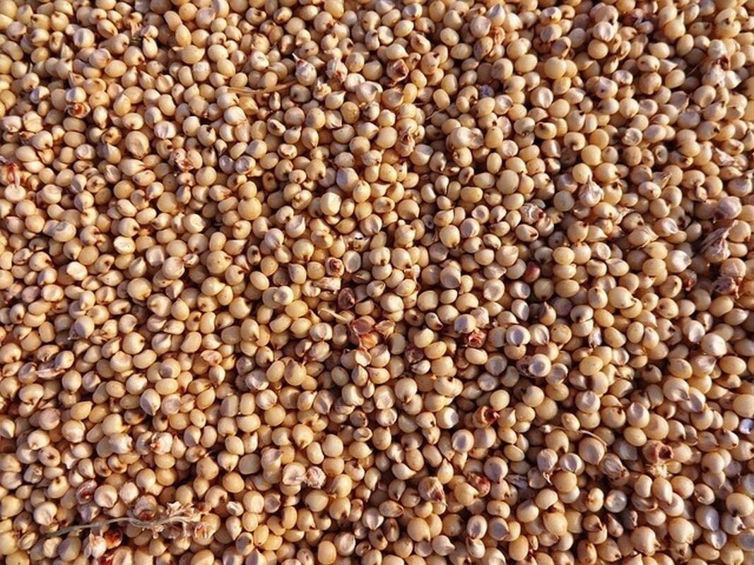 Sweet Sugar Drip Sorghum Seeds