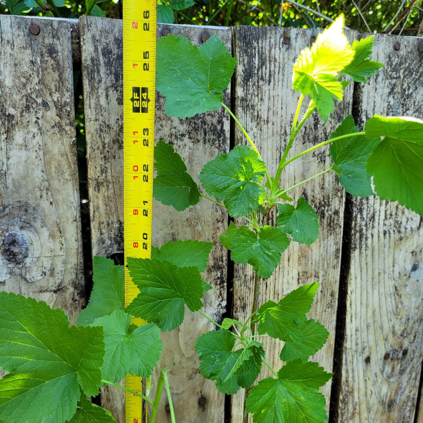 Black Currant Ribes Nigrum Live Plant 26″ Bare-Root Cold Hardy USDA Zones 3-8