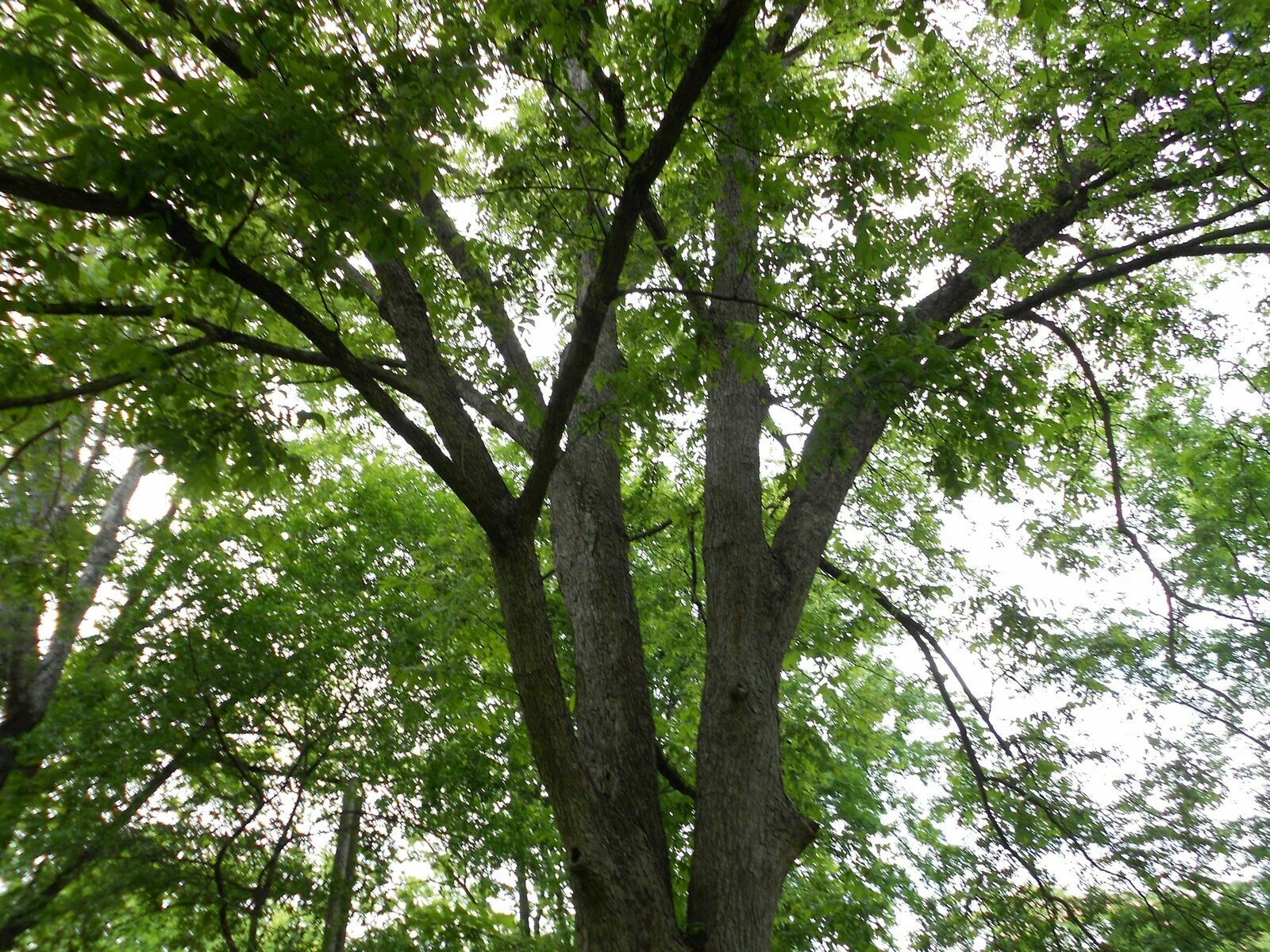 Black Walnut Tree – 18-24″ Tall Live Plant – Bareroot Seedling – Juglans nigra