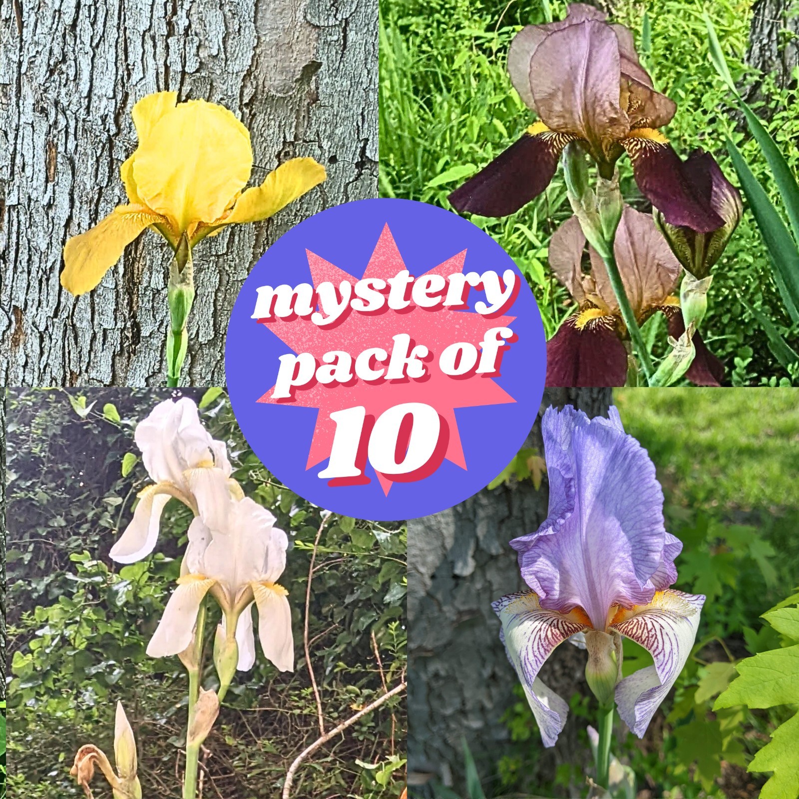 Mystery Mixed Bearded Iris Rhizomes — 10 Pack | Purple, Burgundy, Yellow, White