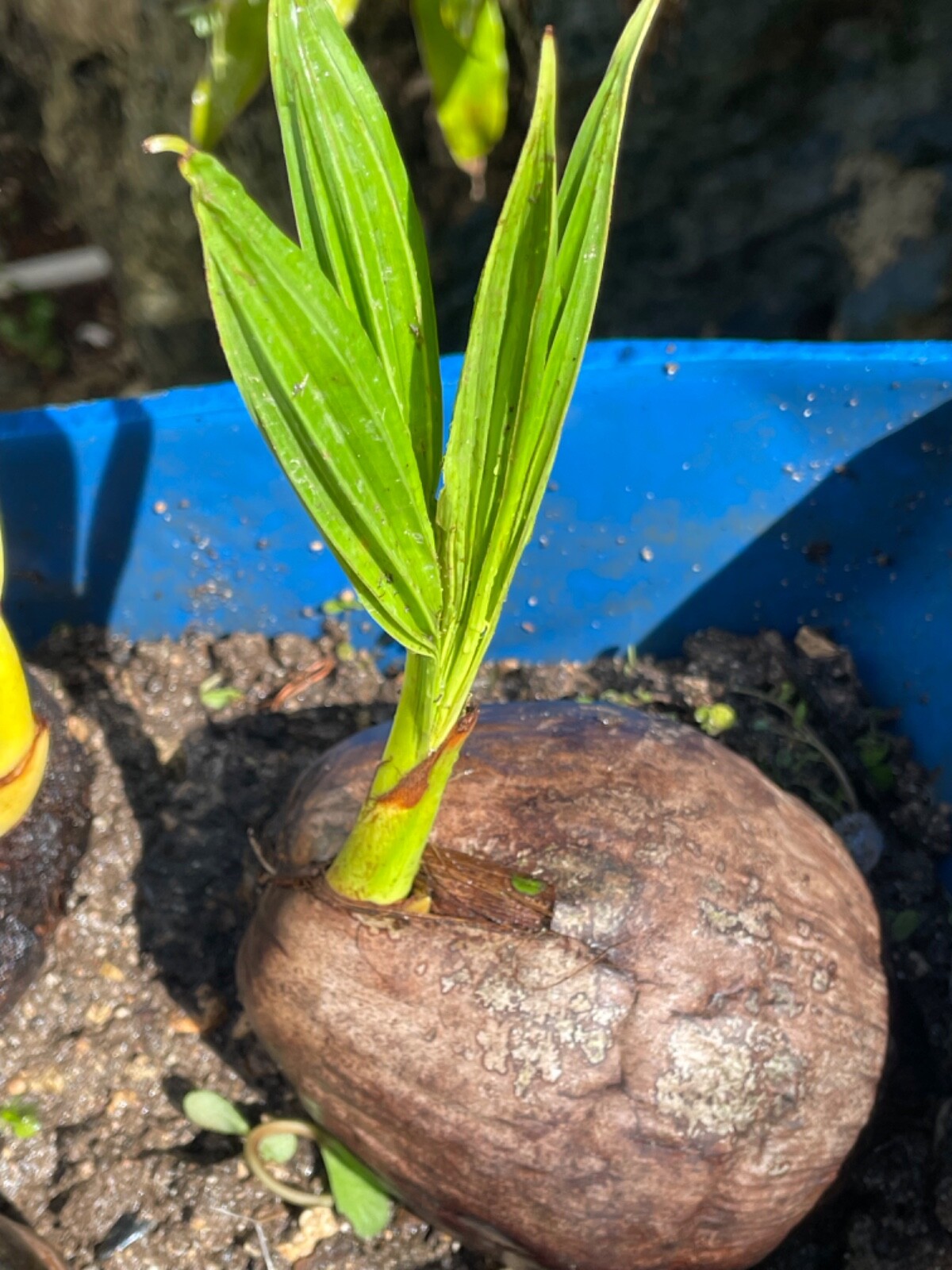 1 Dwarf COCONUT Organic Coconut seed sprouted Special Discount Week