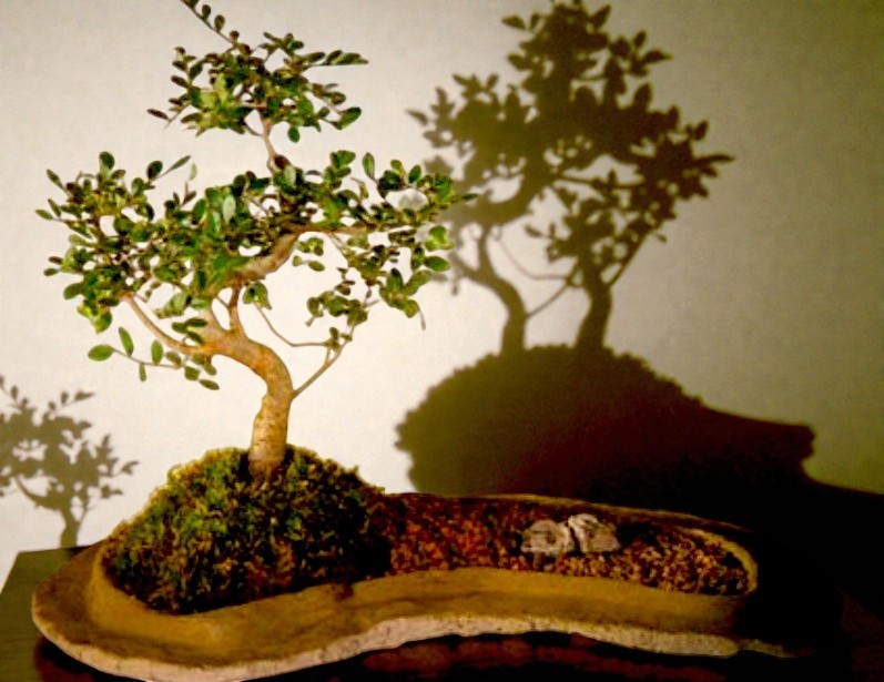 Live 7 Yr Old Chinese Elm Bonsai Tree On Rock Slab Tiered Style 14″H Ulmus