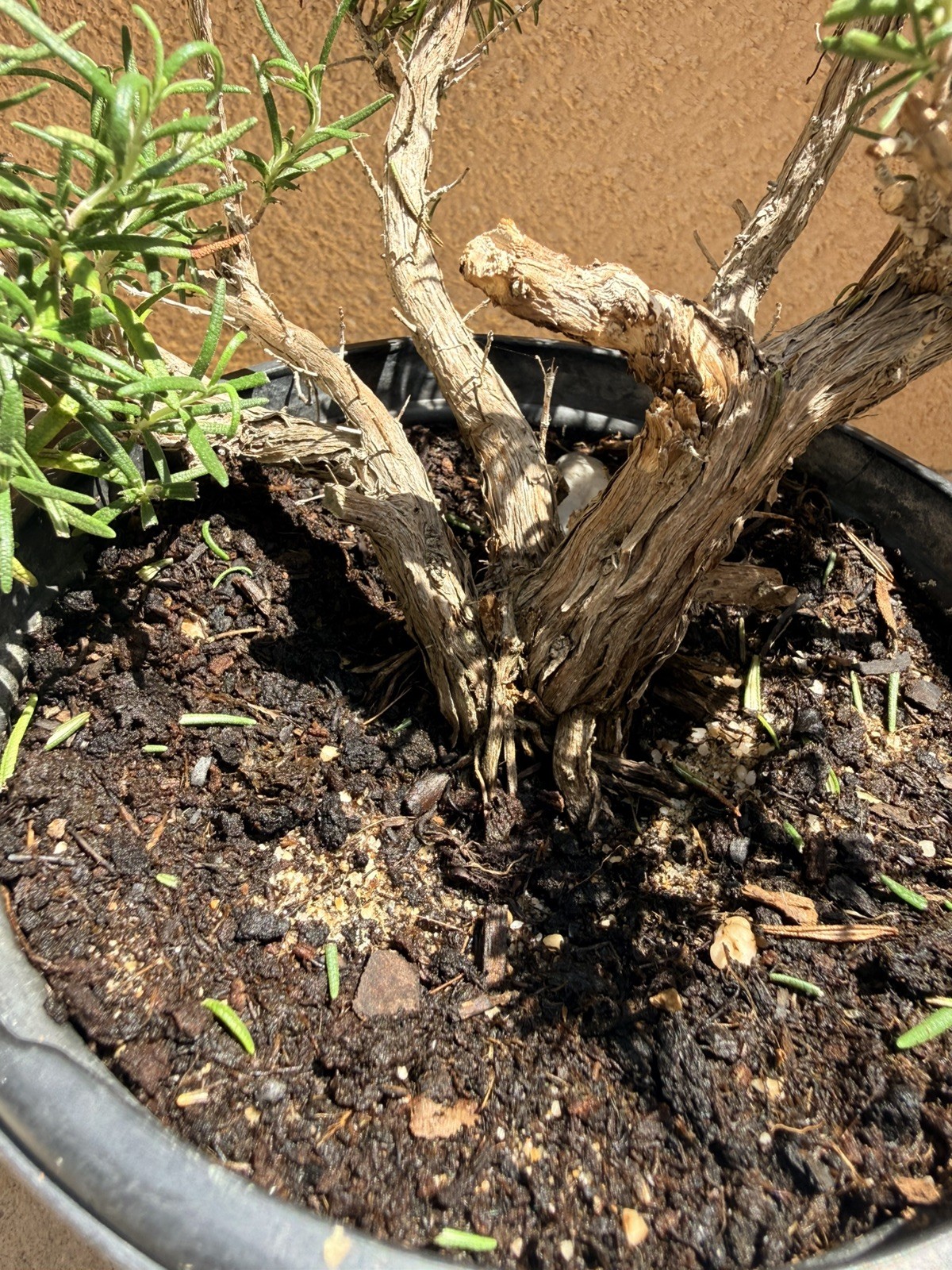 Rosemary Rosmarinus Pre Bonsai Nice Movement Trunk Flowers Fragrant