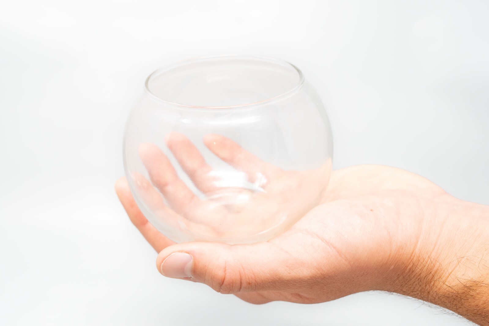 Air Plant Shop Tillandsia Harrisii Bubble Bowl Terrarium – Wholesale Live Plants