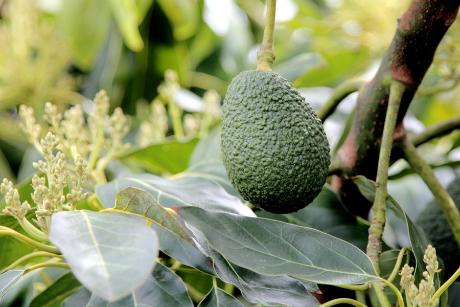 Grafted Zutano Avocado (Persea americana) Live Fruit Tree (10in-2ft)