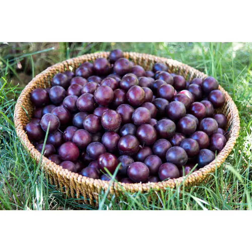 4-In-1 Cherry Jubilee Tree Bare Root