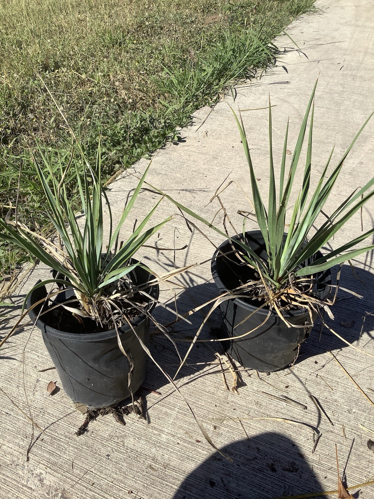 6inch Tall Blue Yucca Rostrata Palm Trees Plant Small Live Plants