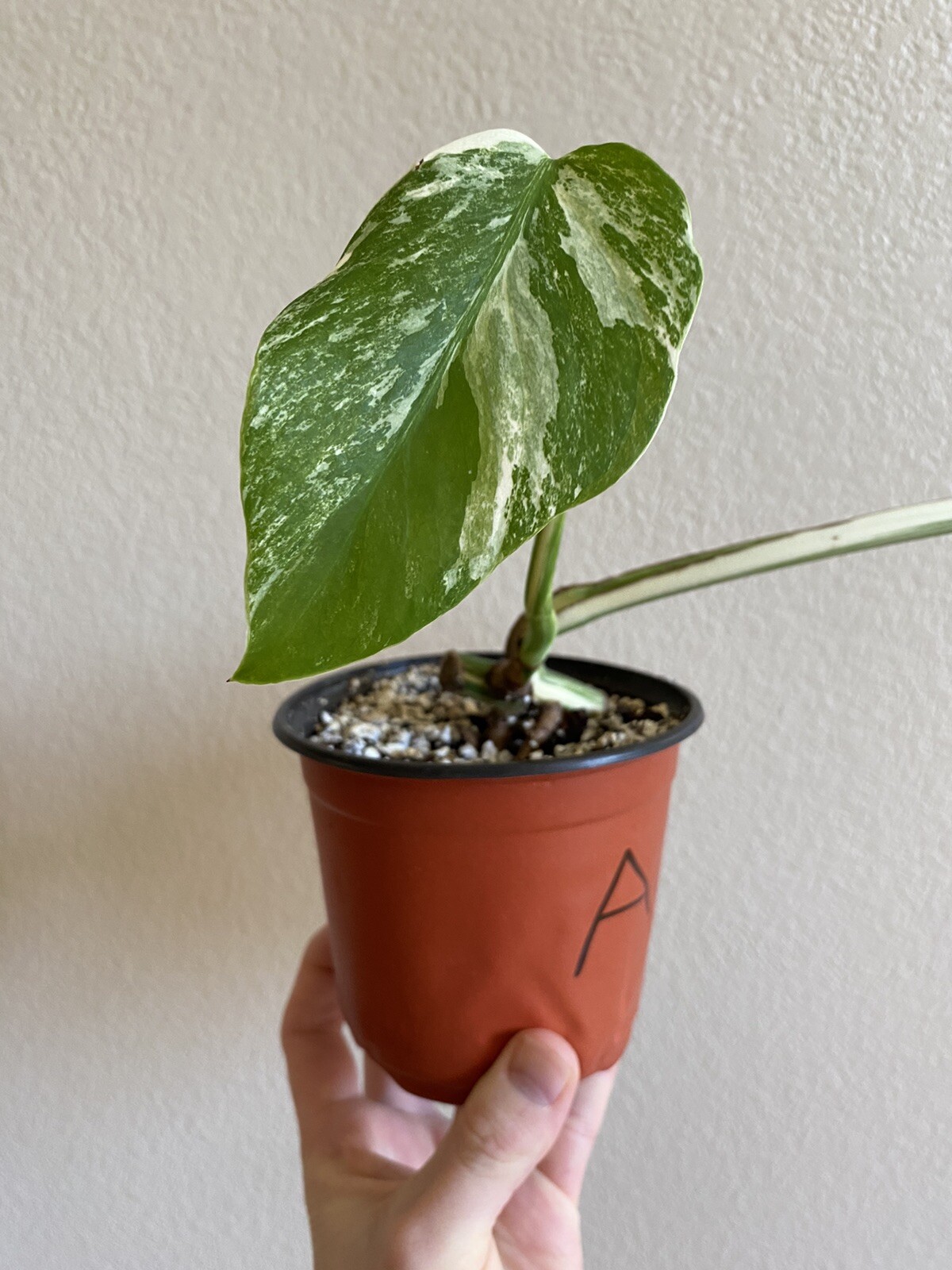 Variegated Monstera Albo Borsigiana – See Description – Available: A, B, D, E