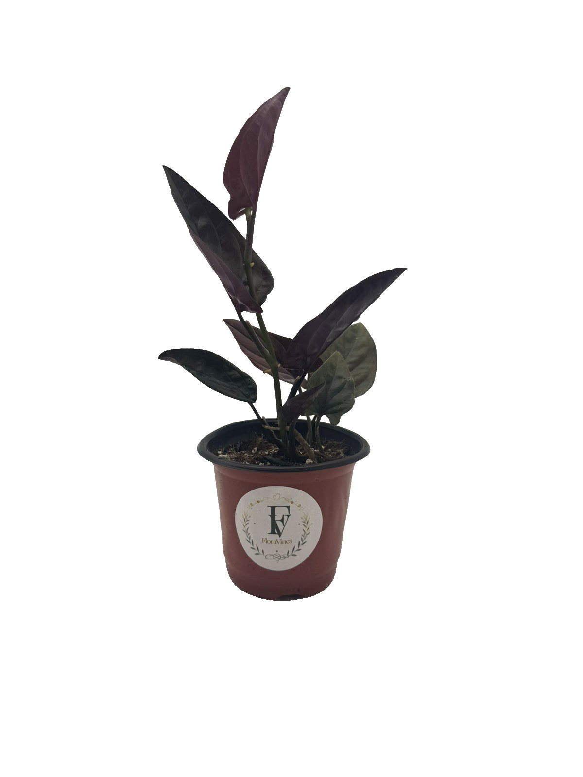 Syngonium Red Arrow Live Plant Rooted 4″ Nursery Pot Burgundy Arrowhead Plant