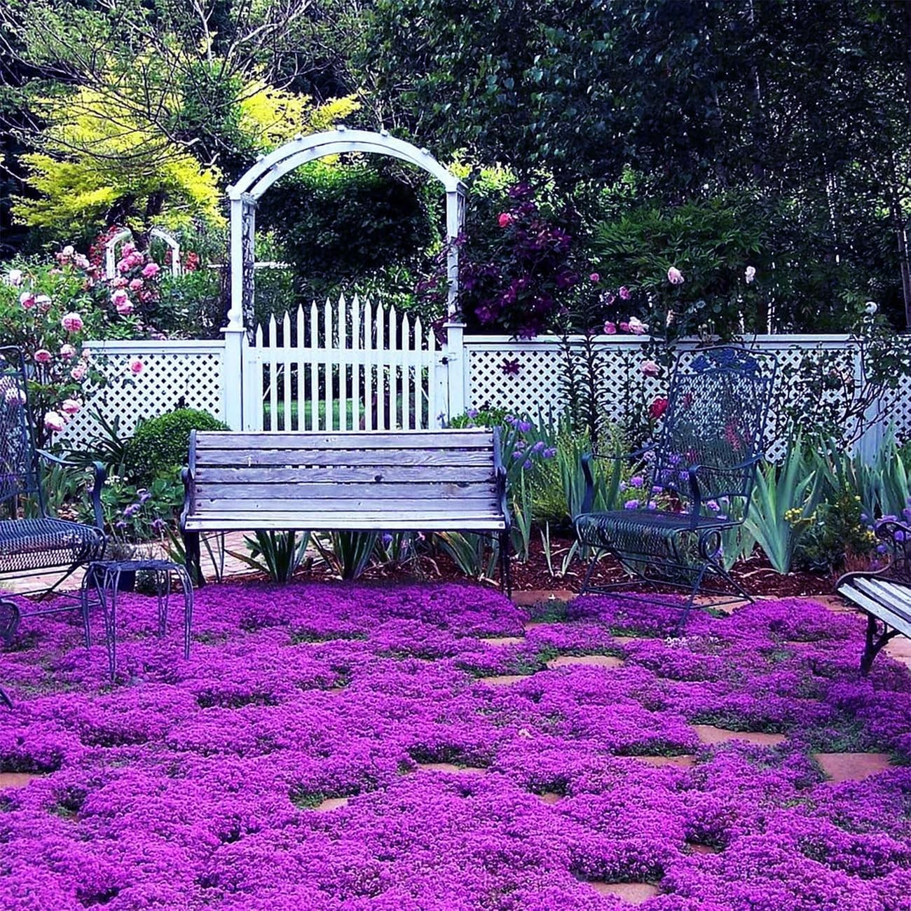 18000+ Magic Creeping Thyme Seeds for Planting Ground Cover Plants Heirloom…