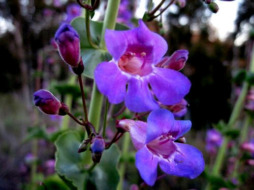 20 BLUE BEARD TONGUE Flower Seeds Penstemon spectabilis Butterflies Hummingbirds