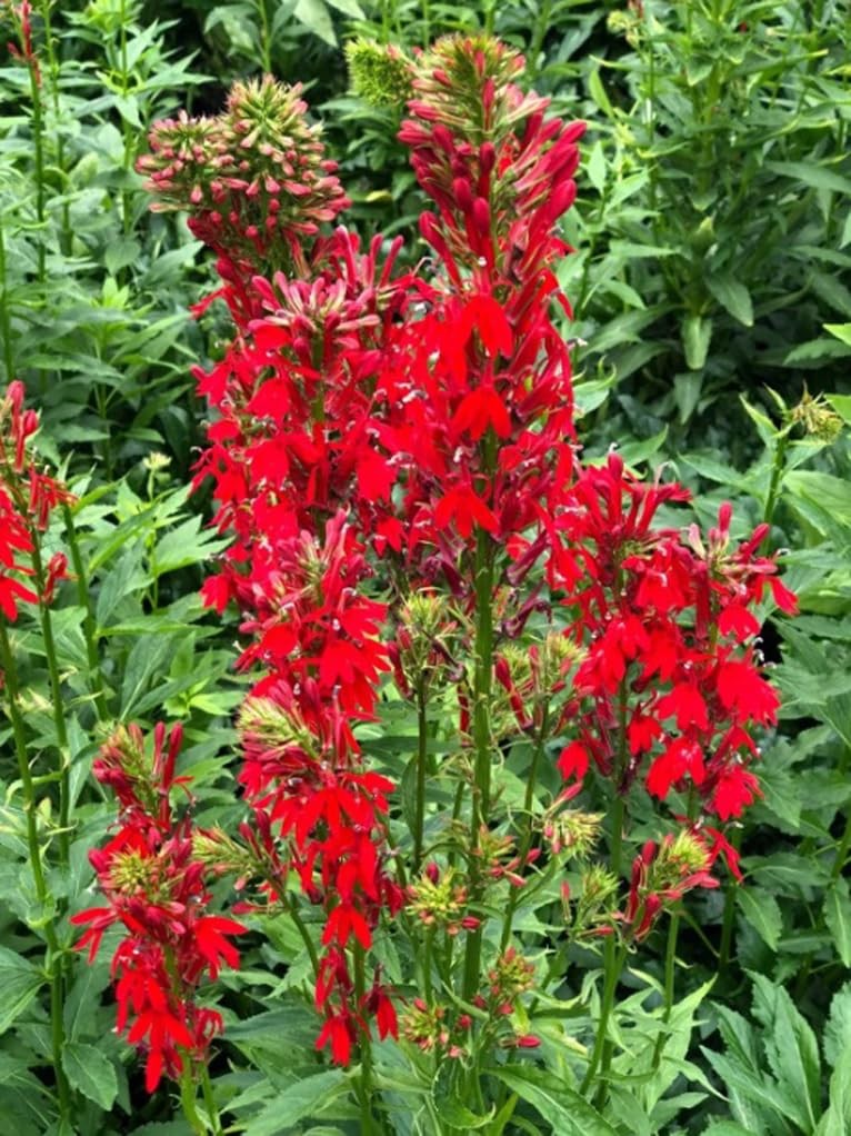 100PCS Cardinal Flower Seeds Red Lobelia Cardinalis Hummingbird Garden Plant …