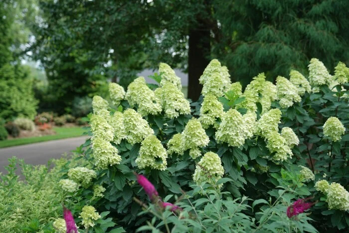 LIMELIGHT PRIME® Panicle Hydrangea shrub PP#32511