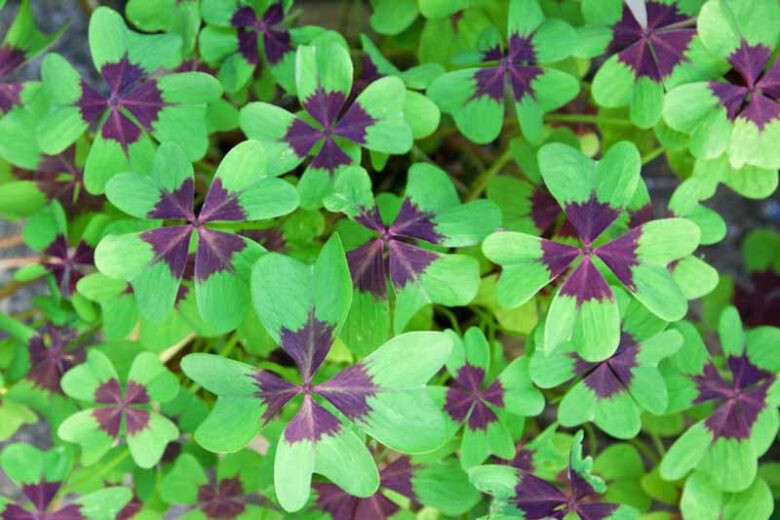 5 Shamrock Iron Cross FOUR LEAF CLOVER bulbs Hardy zones 7-10 or Houseplant