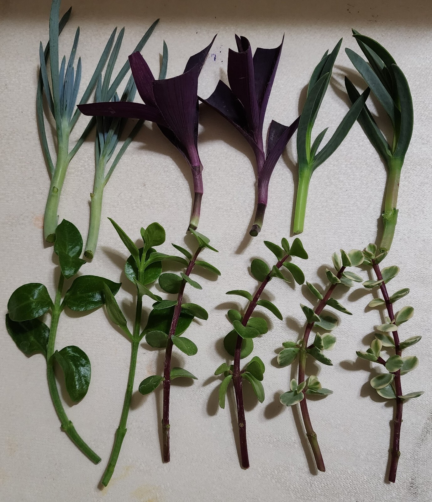 12 Piece Assorted Lot Of Live Plants (6 Kinds x 2 of Each)for Rooting