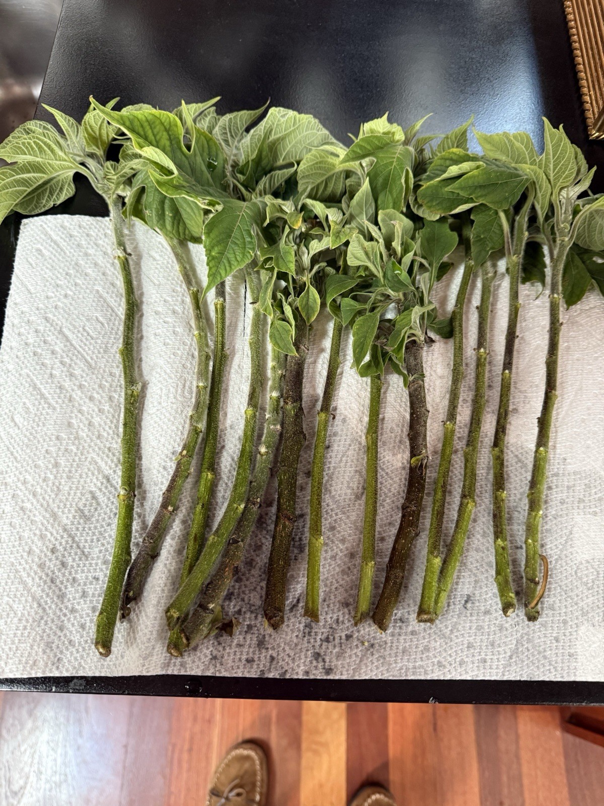 Perennial Organic Mexican Sunflower 10 Cuttings,freshly cut per Order