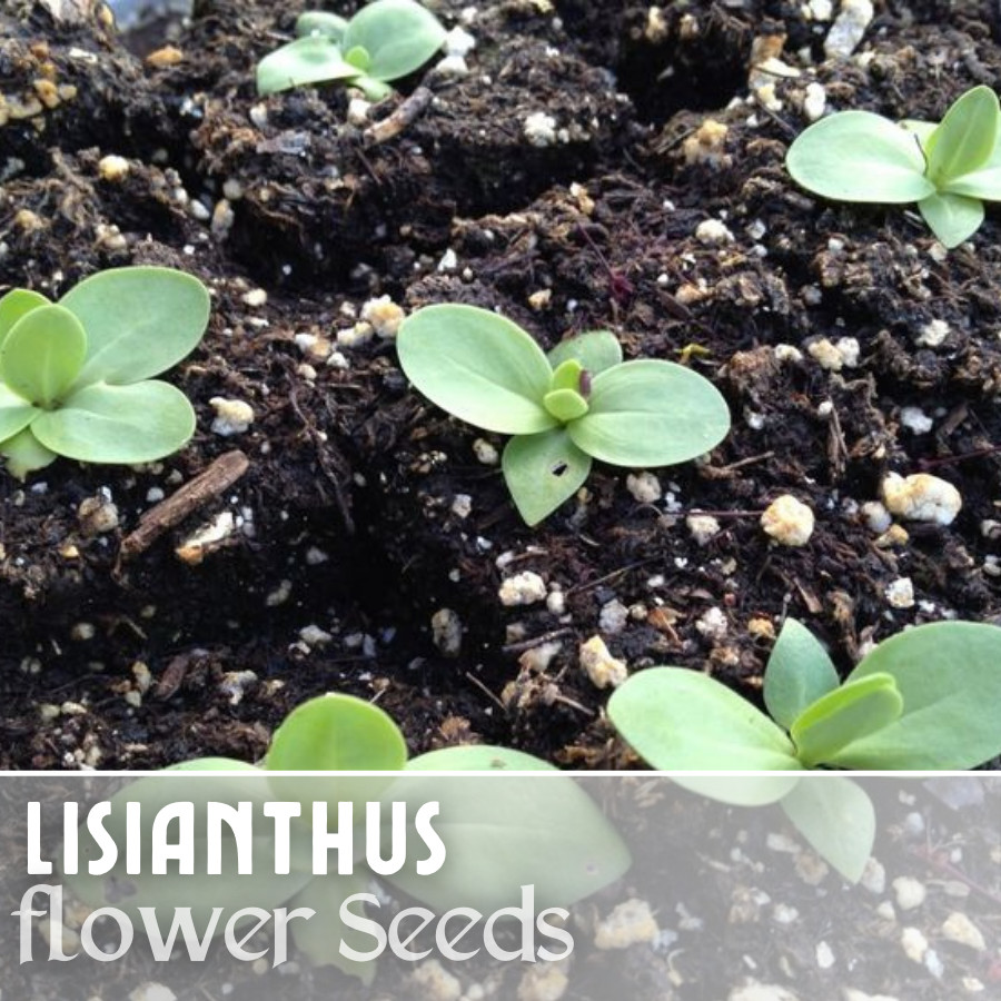 Lisianthus Seeds – Everlast Mix – Seeds Flower Seed Flowers Non Gmo Heirloom