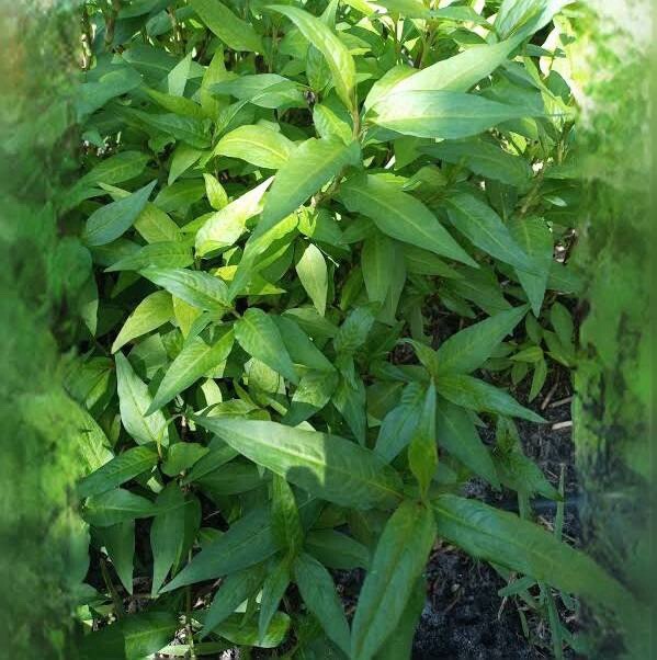 5 Live Coriander Plants 8-10 inch ( Rau Răm)