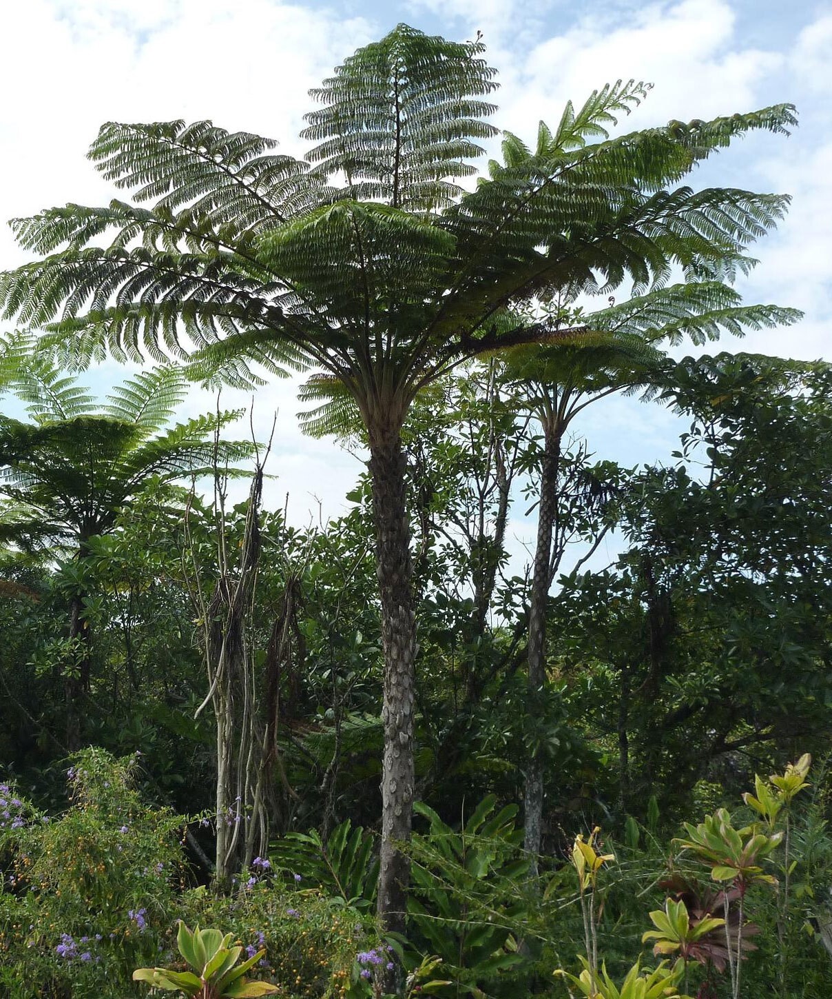 Cyathea medullaris | Black Tree Fern | 1000_Spores