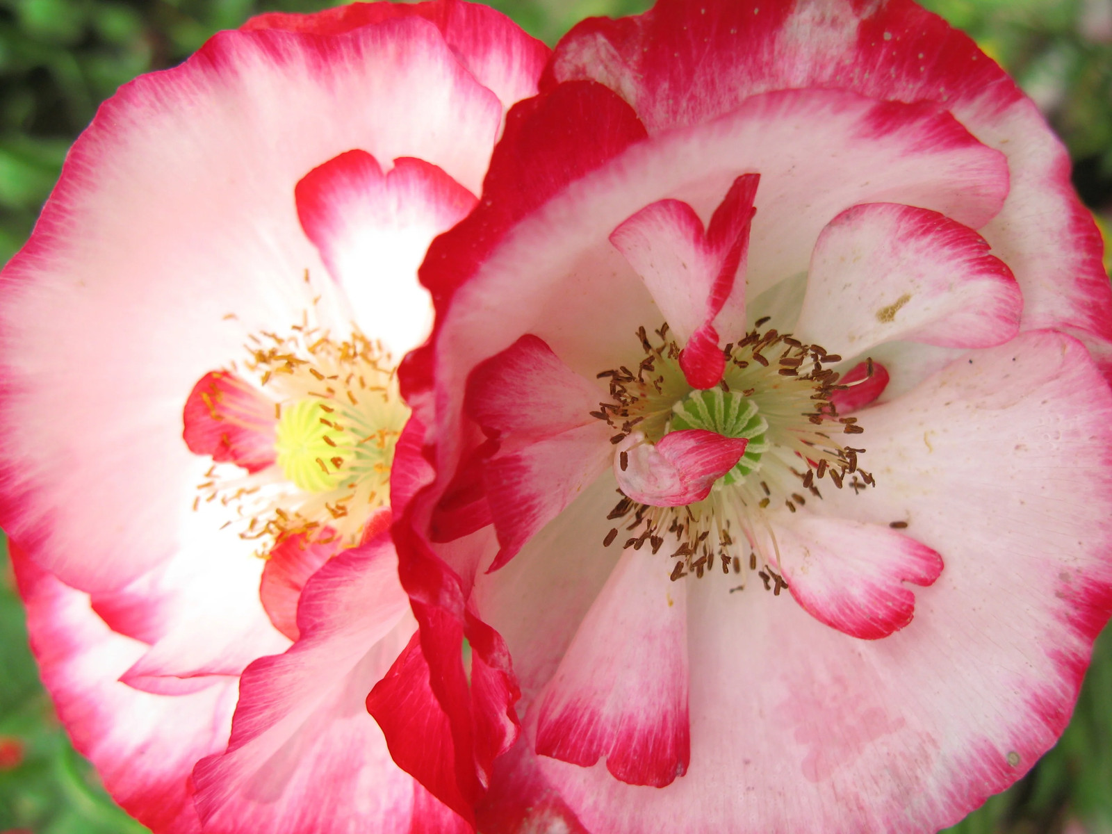 Single Mix Shirley Poppy Seeds | P.Rhoeas Pink Red Poppies Wild Flower Seed 2025