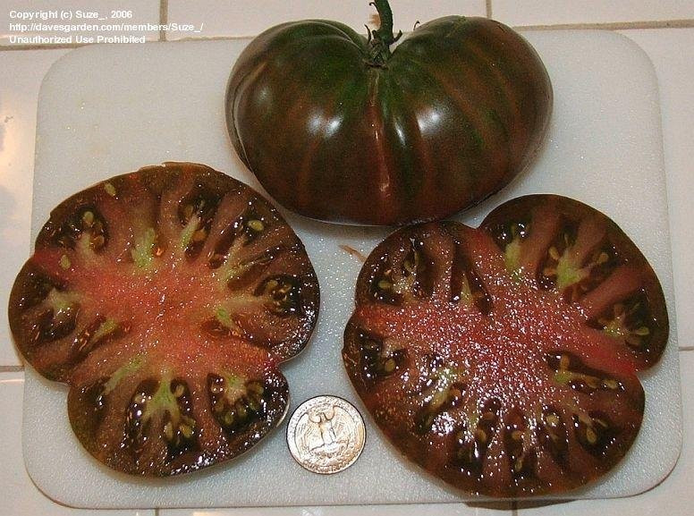 120+ Black From Tula Tomato Seeds ——— Heirloom — Organic ———– RARE