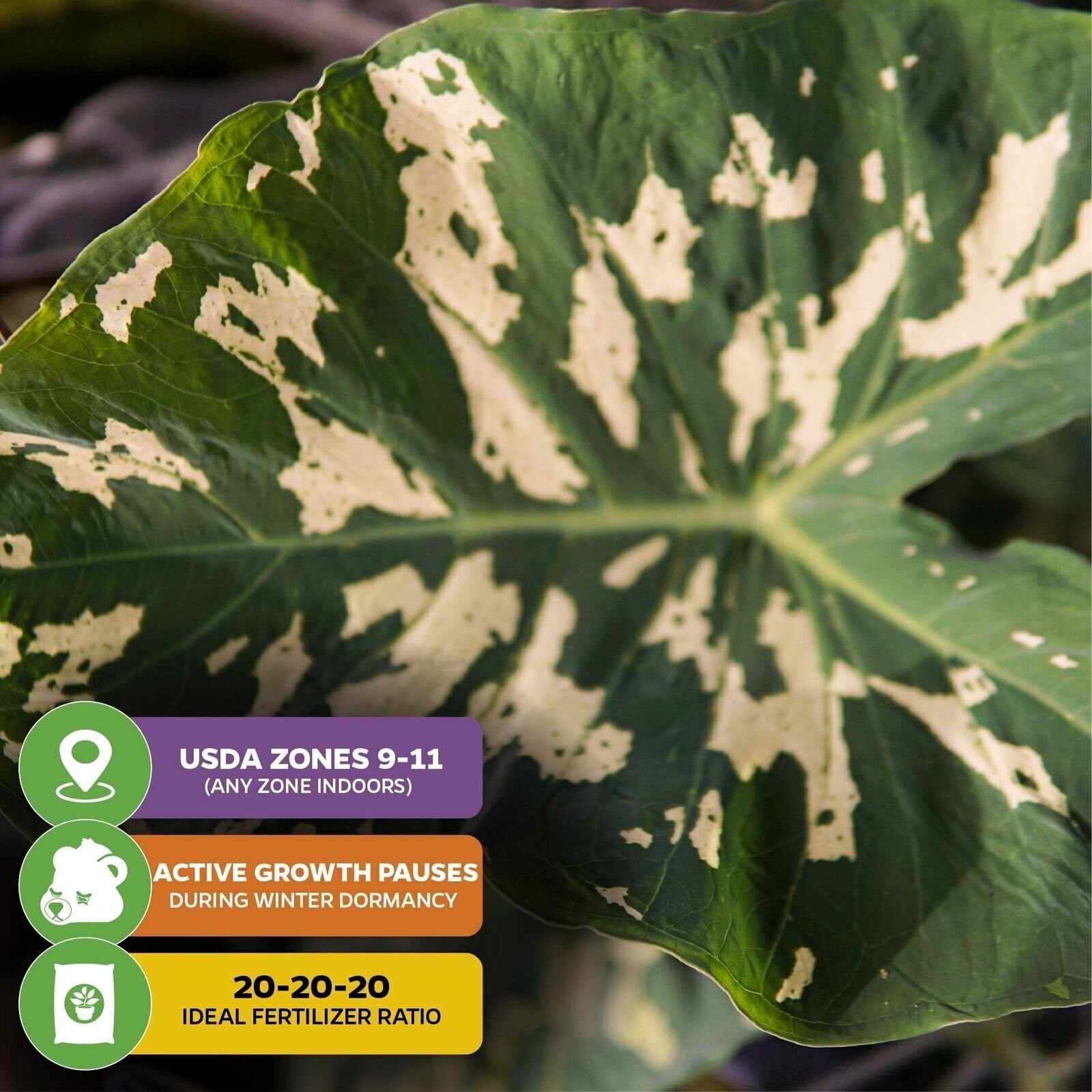 Hilo Beauty Elephant Ear – Alocasia – Live Plant