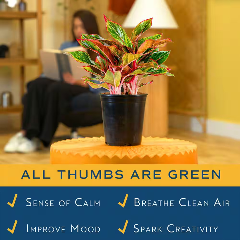 Aglaonema Creta Indoor Plant in 6 In. Grower Pot, Avg. Shipping Height 1-2 Ft…