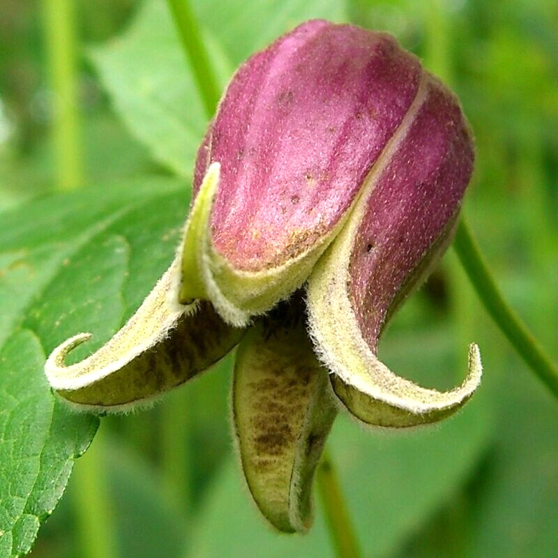 15 VASEVINE CLEMATIS SEEEDS – Clematis viorna
