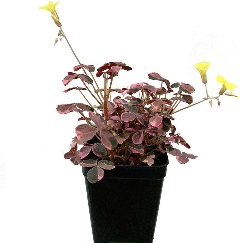 Shamrock Plum Oxalis Crazy Fairy Garden Plant Live Outdoor 2.5″ Pot
