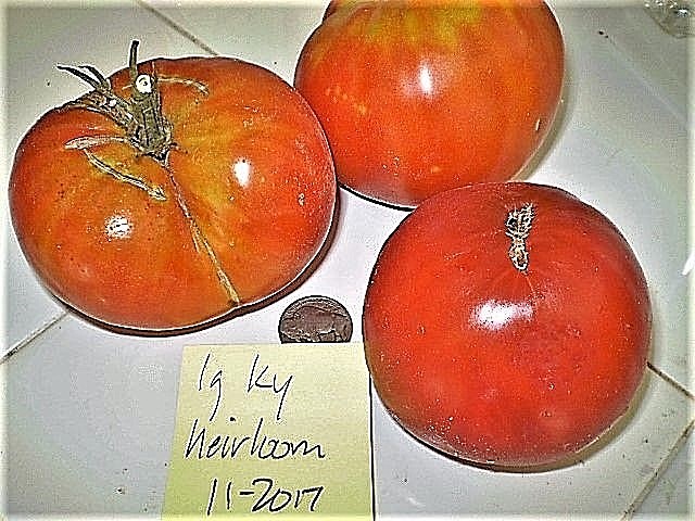 Large Kentucky Heirloom tomato non-gmo DELICIOUS O.P. GREAT LYCOPENE SOURCE
