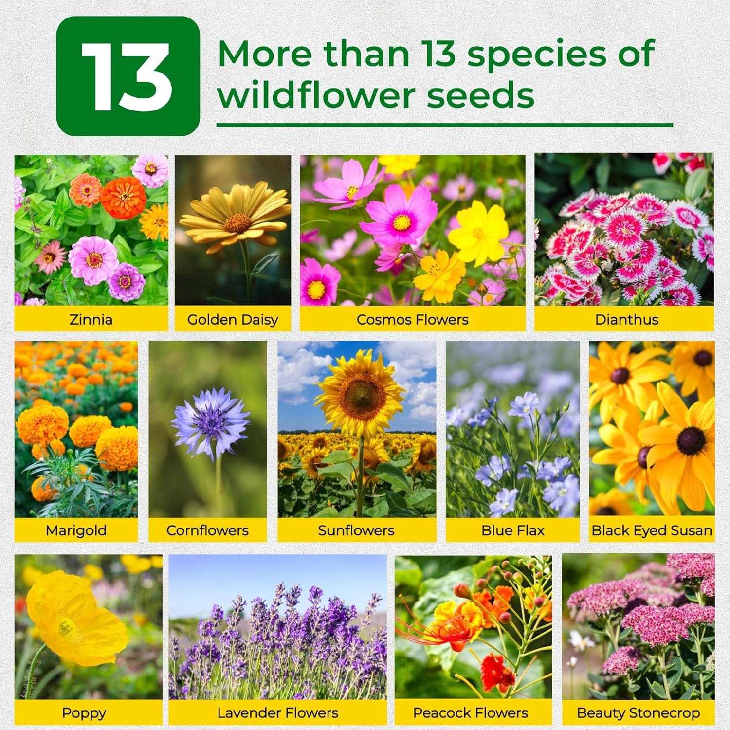 160,000+ Wildflower Seeds Bulk for Planting – 13 Varieties Perennial & Annual