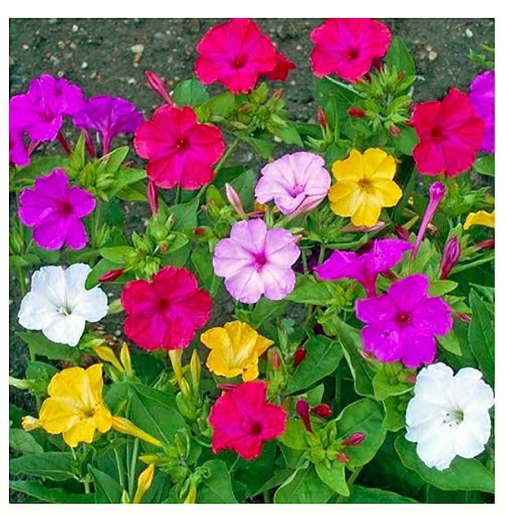 80 Mixed Four O’Clock Seeds – Tender Perennial That Reseeds Easily