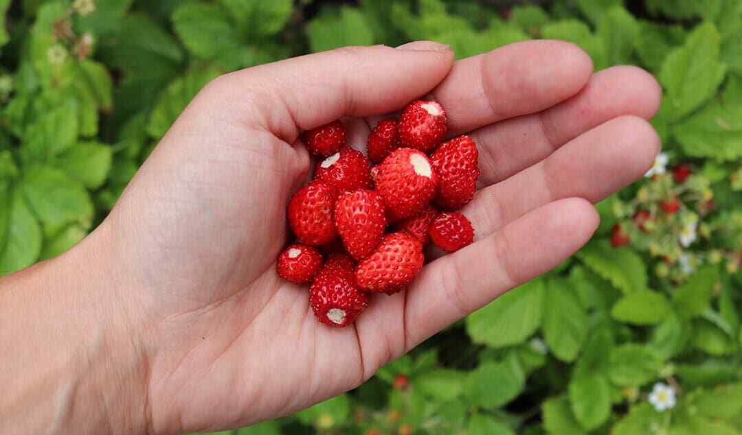 100 ALPINE STRAWBERRY Fragaria Vesca Fruit White Flower Seeds