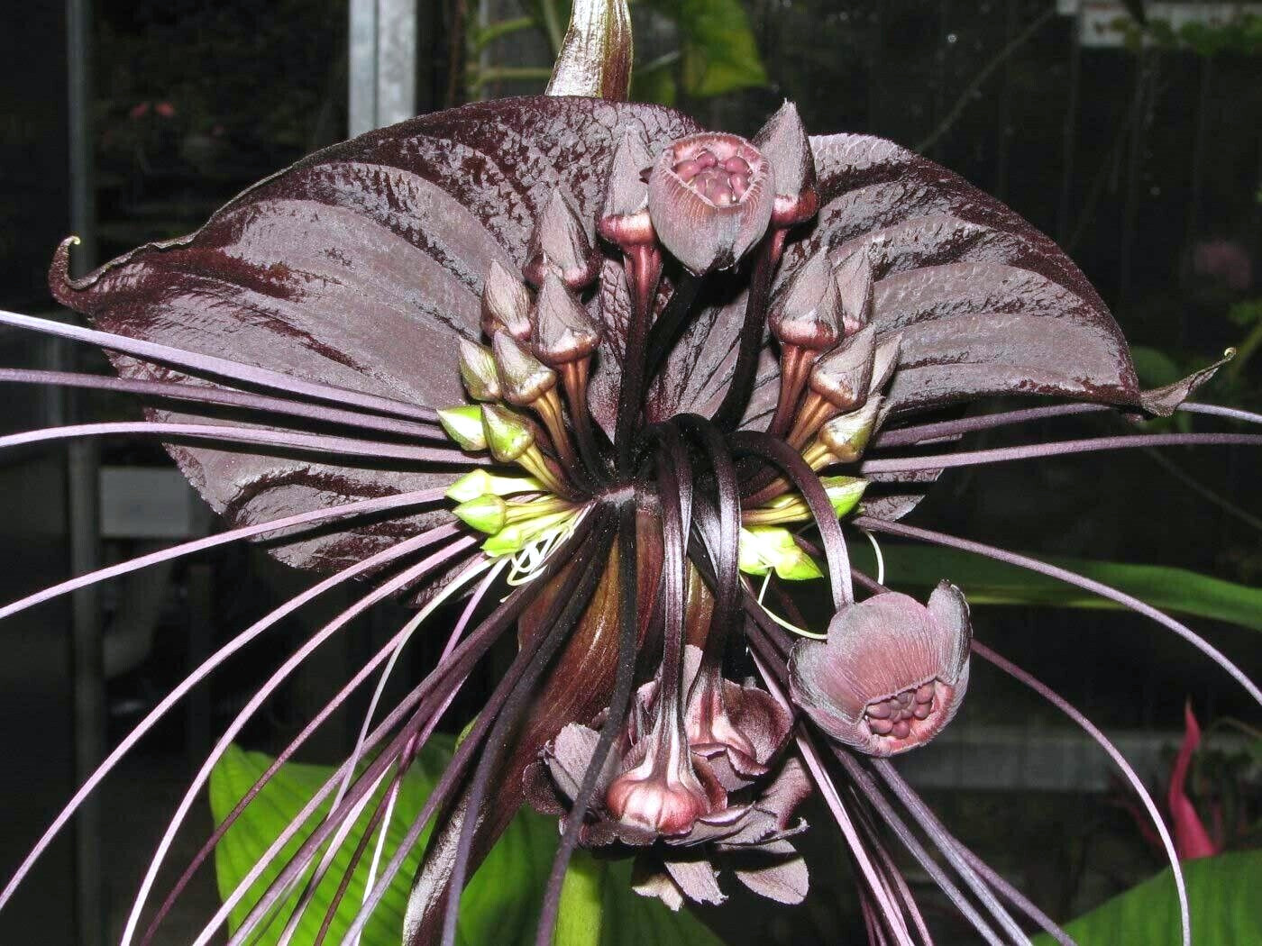 Black Bat Orchid Flower Seeds (Tacca chantrieri) RARE Tropical Garden Houseplant