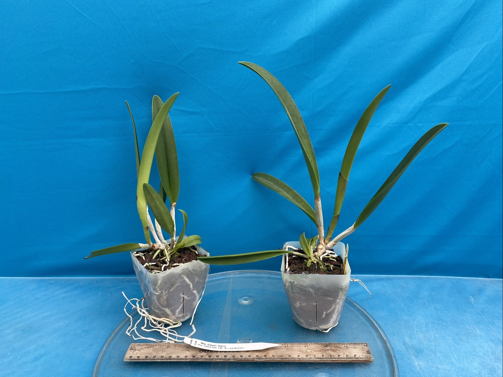 Rby Copper Queen Orange Yellow Red Spotty Bloom Size Orchid Hybrid 4” Pot