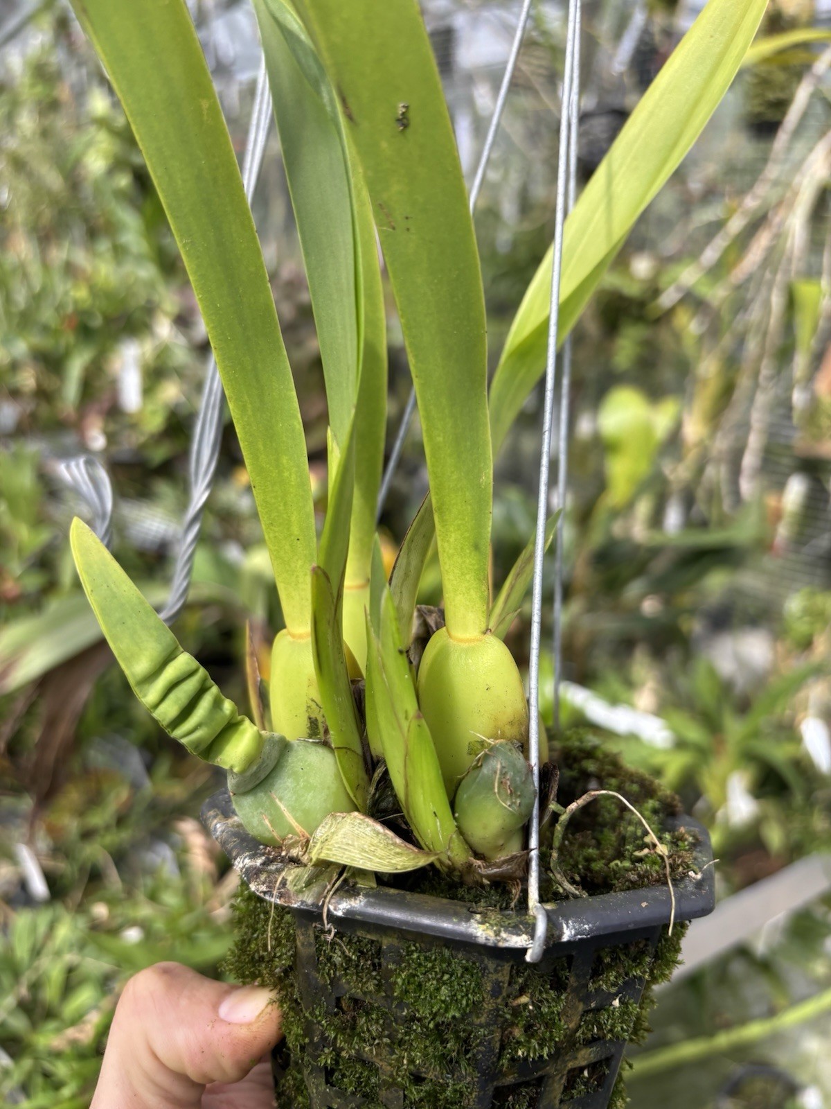 Rhynchostele majalis Bloom Size Rare Orchid Species Mexico