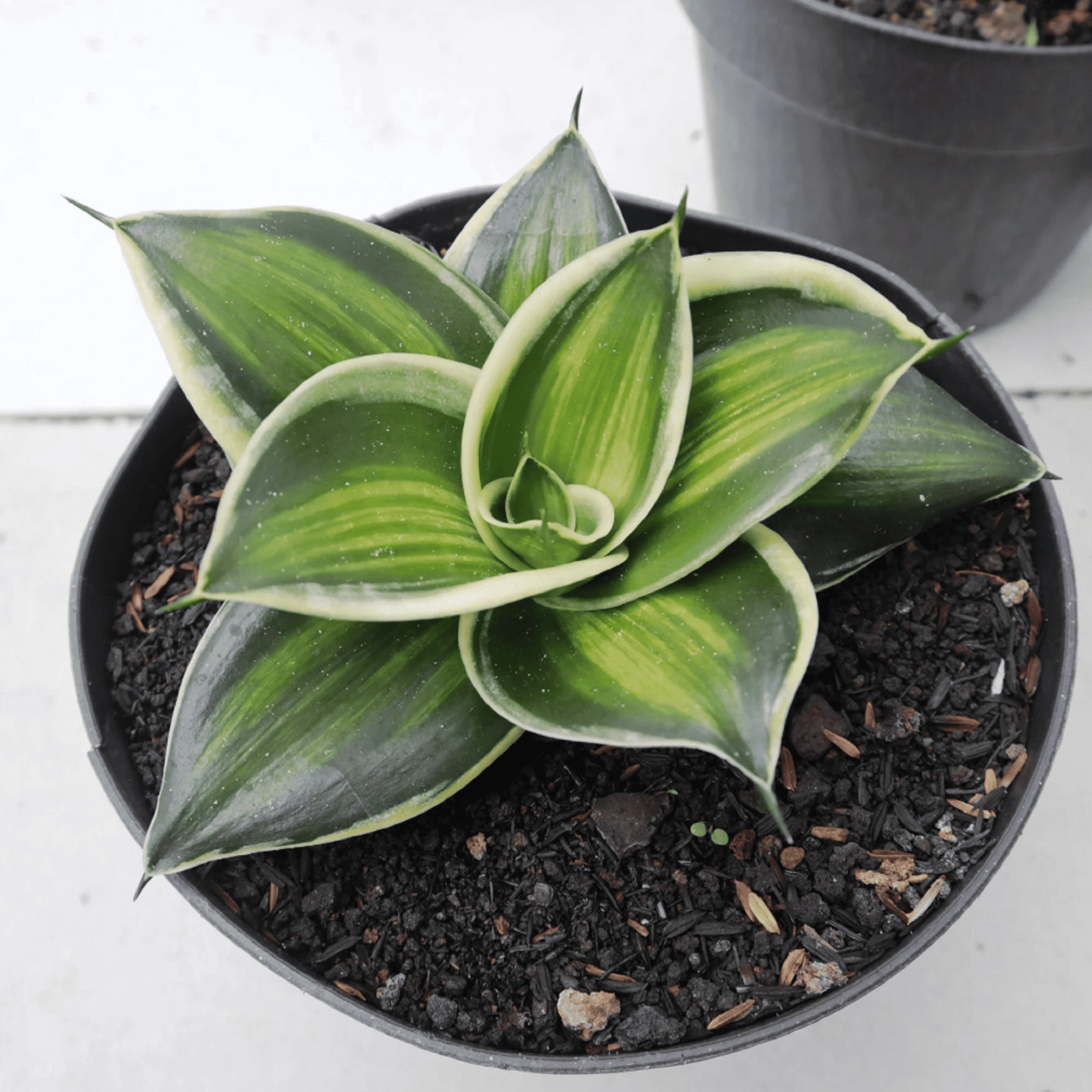 Sansevieria Jade Dwarf Variegated Striata unyil Rare Uniqe Snake Plant
