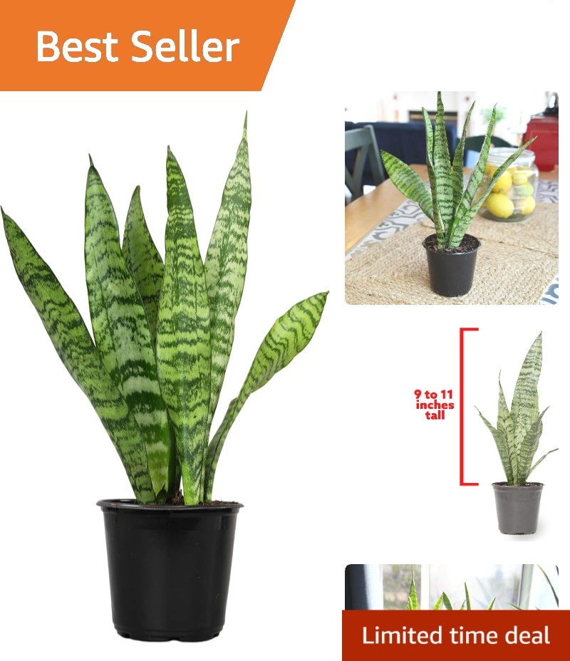 Live Snake Plant, Sansevieria Zeylanica, Indoor House Plant in Pot, Mother in…