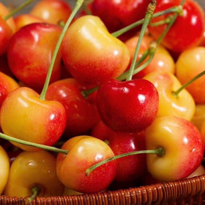 3 ft Rainier Cherry Tree with Blonde-Yellow Sweet Fruit for Garden Planting