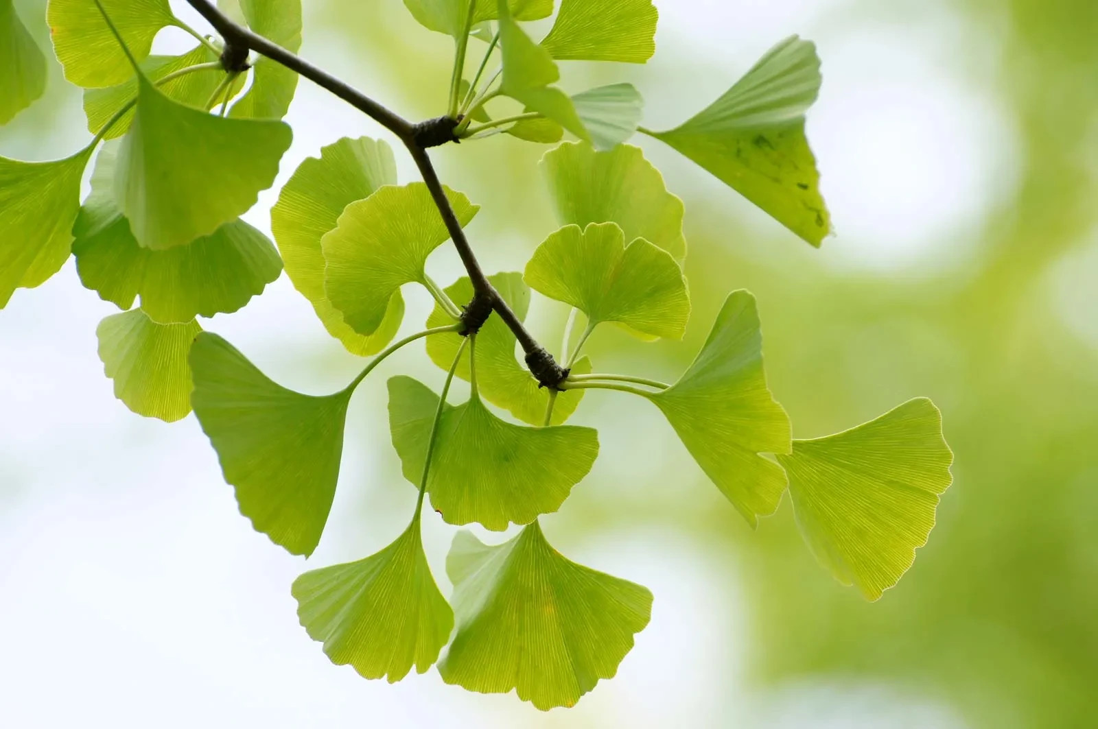 3 Ginkgo Tree 12-24″ Ginkgo biloba Bare Root