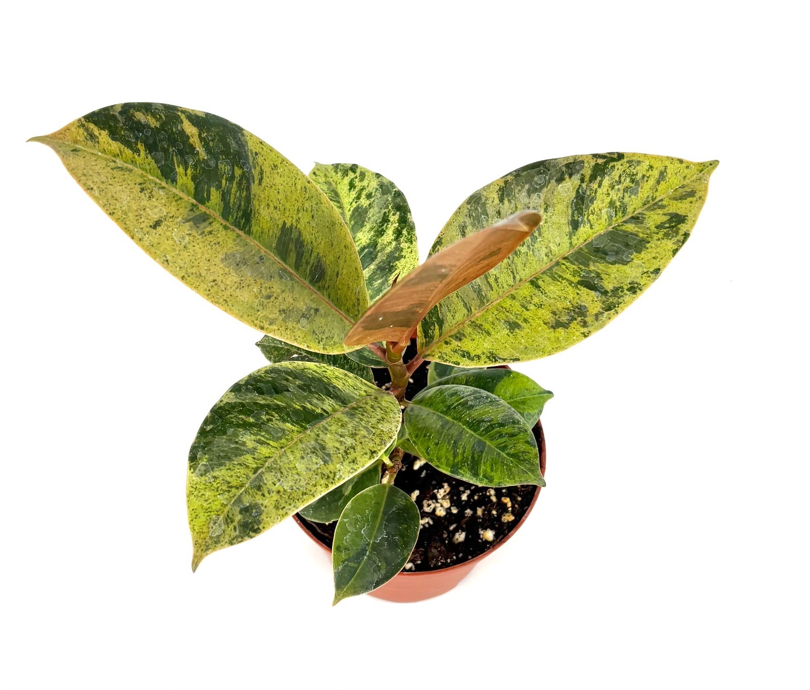 Ficus Shivereana Moonshine Live Potted House Plants Air Purifying