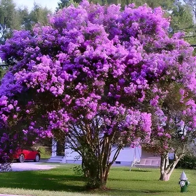 25+ PURPLE CRAPE MYRTLE TREE / SHRUB / FLOWER SEEDS / DROUGHT TOLERANT PERENNIAL