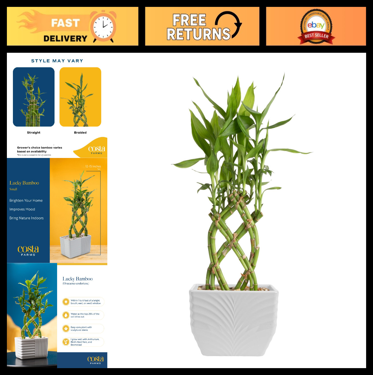 Lucky Bamboo Live Plant in Decorative Pot – Easy Care Indoor Houseplant, 12-15″
