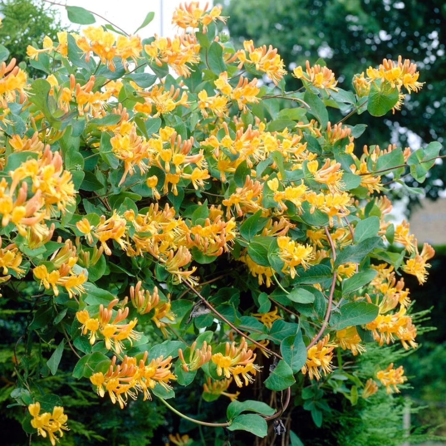 300+ Honeysuckle Seeds for Planting Honeysuckle Vine,Honeysuckle Flower for Grow