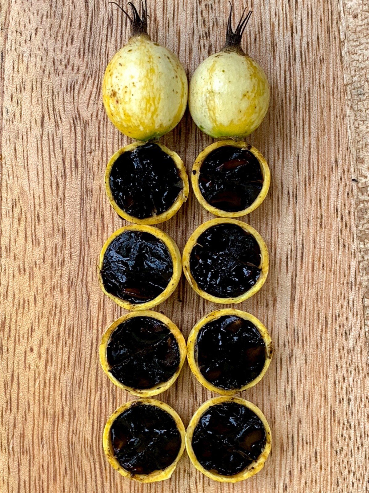 Blackberry Jam Fruit Randia Formosa Potted PLANT Tropical Tree Jasmin de Rosa