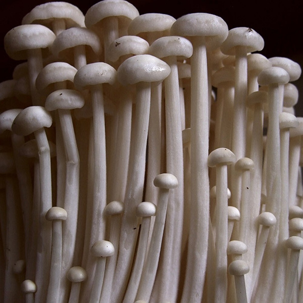 Enokitake Mushroom Grain Spawn (1 pound)