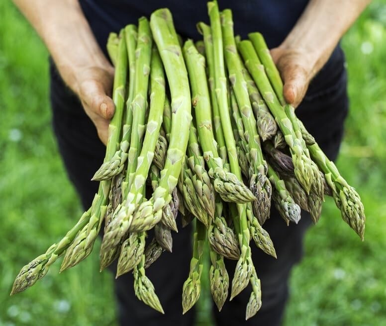 Jersey Giant Live Asparagus Bare Root Plants 2yr Crowns