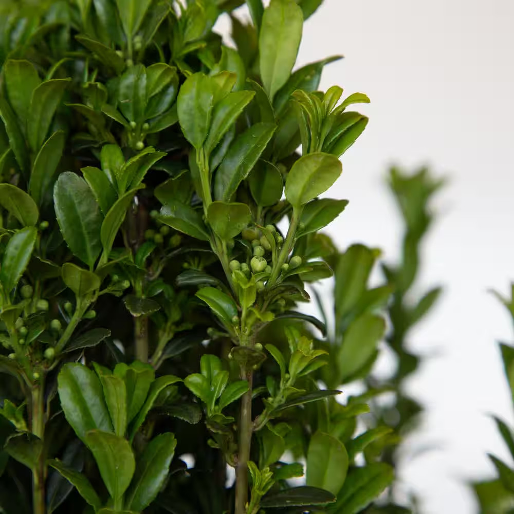 Sky Pencil Holly Plant Japanese Evergreen Shrub Live Privacy Hedge 2.5 Qt Pot